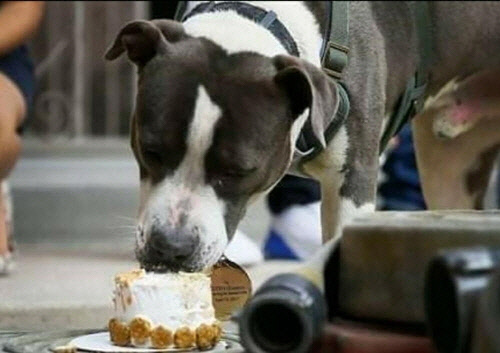 상으로 받은 케이크를 먹는 아스트로. <페이스북 갈무리>